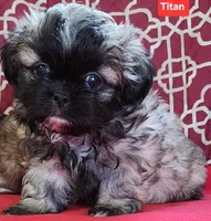 Titan, a male Shih Tzu for sale in Wonewoc, WI – Photo 2 of 4