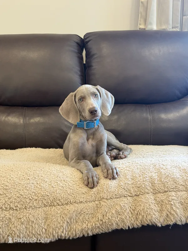Isabel – Weimaraner puppy for sale in Elkton, KY