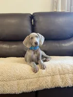 Isabel, a female Weimaraner for sale in Elkton, KY – 1 of 7