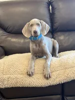 Isabel, a female Weimaraner for sale in Elkton, KY – 3 of 7