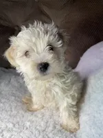 Lana, a female Maltipoo for sale in Elkton, KY – Photo 1 of 3