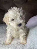 Lana, a female Maltipoo for sale in Elkton, KY – Photo 3 of 3