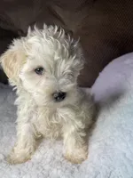 Lana, a female Maltipoo for sale in Elkton, KY – Photo 2 of 3