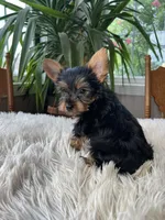 Batman, a male Yorkshire Terrier for sale in Elkton, KY – Photo 5 of 5