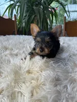 Batman, a male Yorkshire Terrier for sale in Elkton, KY – Photo 4 of 5