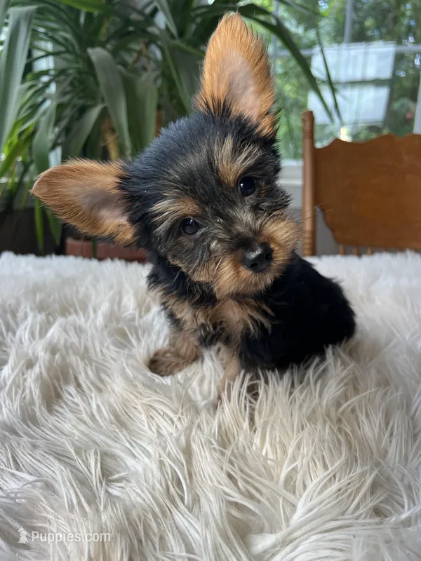 Batman, a male Yorkshire Terrier for sale in Elkton, KY – Photo 1 of 5