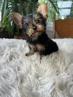 Batman, a male Yorkshire Terrier for sale in Elkton, KY – Photo 3 of 5