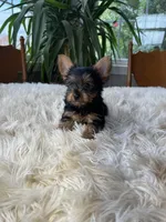 Batman, a male Yorkshire Terrier for sale in Elkton, KY – Photo 2 of 5