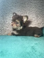 Little bitty, a female Pomeranian and Yorkshire Terrier for sale in Elkton, KY – Photo 4 of 5