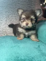 Little bitty, a female Pomeranian and Yorkshire Terrier for sale in Elkton, KY – Photo 3 of 5