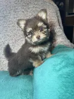 Little bitty, a female Pomeranian and Yorkshire Terrier for sale in Elkton, KY – Photo 1 of 5