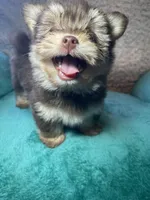 Little bitty, a female Pomeranian and Yorkshire Terrier for sale in Elkton, KY – Photo 5 of 5