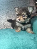 Little bitty, a female Pomeranian and Yorkshire Terrier for sale in Elkton, KY – Photo 2 of 5