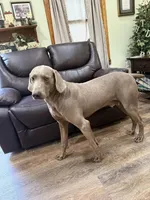 Big John the third, a male Weimaraner for sale in Elkton, KY – Photo 8 of 8
