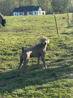 Big John the third, a male Weimaraner for sale in Elkton, KY – Photo 5 of 8