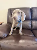 Big John the third, a male Weimaraner for sale in Elkton, KY – Photo 2 of 8