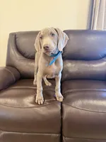 Big John the third, a male Weimaraner for sale in Elkton, KY – Photo 3 of 8