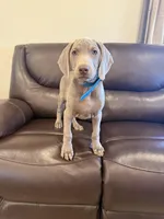 Big John the third, a male Weimaraner for sale in Elkton, KY – Photo 4 of 8