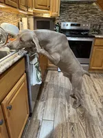 Big John the third, a male Weimaraner for sale in Elkton, KY – Photo 6 of 8