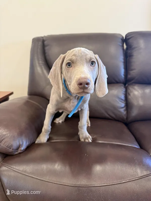 Big John the third – Weimaraner puppy for sale in Elkton, KY
