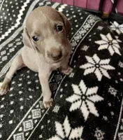 Little John, a male Weimaraner for sale in Elkton, KY – Photo 4 of 8