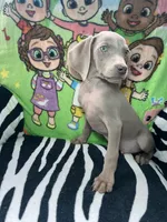 Little John, a male Weimaraner for sale in Elkton, KY – Photo 2 of 8
