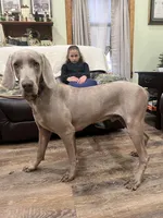 Little John, a male Weimaraner for sale in Elkton, KY – Photo 3 of 8