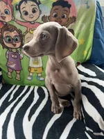 Little John, a male Weimaraner for sale in Elkton, KY – Photo 8 of 8