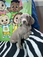 Little John, a male Weimaraner for sale in Elkton, KY – Photo 6 of 8