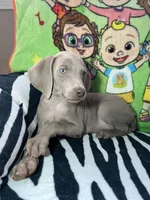 Little John, a male Weimaraner for sale in Elkton, KY – Photo 7 of 8