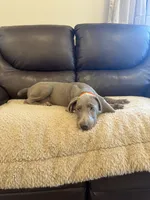 Sherlock, a male Weimaraner for sale in Elkton, KY – 3 of 9