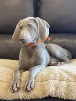 Jessica, a female Weimaraner for sale in Elkton, KY – 3 of 7
