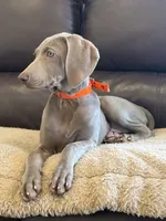 Jessica, a female Weimaraner for sale in Elkton, KY – 2 of 7