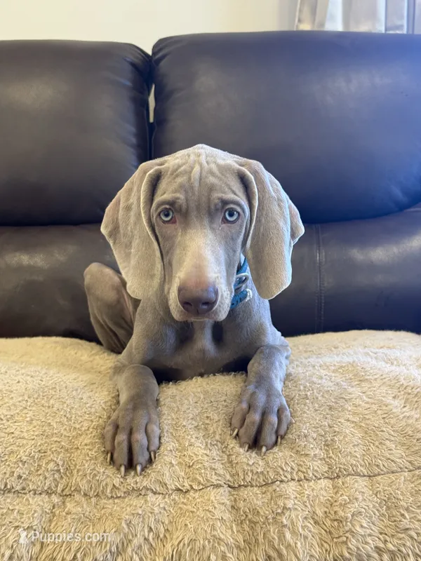 Thor  – Weimaraner puppy for sale in Elkton, KY