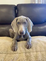 Thor , a male Weimaraner for sale in Elkton, KY – 1 of 7