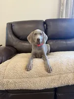 Tank, a male Weimaraner for sale in Elkton, KY – 2 of 7