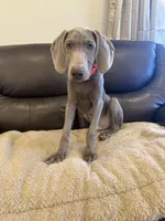 Big John , a male Weimaraner for sale in Elkton, KY – 4 of 10