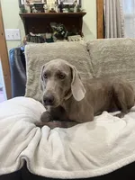 Sugar,, a female Weimaraner for sale in Elkton, KY – Photo 8 of 10