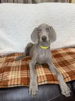 Sugar,, a female Weimaraner for sale in Elkton, KY – Photo 5 of 10