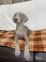 Sugar,, a female Weimaraner for sale in Elkton, KY – Photo 3 of 10