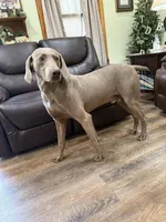 Sugar,, a female Weimaraner for sale in Elkton, KY – Photo 9 of 10