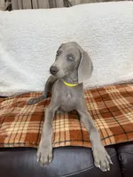 Sugar,, a female Weimaraner for sale in Elkton, KY – Photo 4 of 10