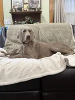 Sugar,, a female Weimaraner for sale in Elkton, KY – Photo 7 of 10