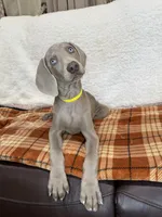 Sugar,, a female Weimaraner for sale in Elkton, KY – Photo 2 of 10
