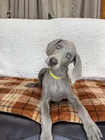 Sugar,, a female Weimaraner for sale in Elkton, KY – Photo 1 of 10