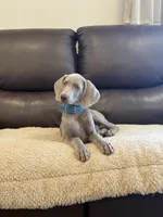 Isabel, a female Weimaraner for sale in Elkton, KY – 2 of 7