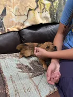 Mr Sweet, a male Pomeranian and Yorkshire Terrier for sale in Elkton, KY – Photo 6 of 7