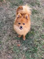 Mr Sweet, a male Pomeranian and Yorkshire Terrier for sale in Elkton, KY – Photo 7 of 7