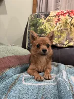 Mr Sweet, a male Pomeranian and Yorkshire Terrier for sale in Elkton, KY – Photo 2 of 7