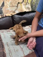 Mr Sweet, a male Pomeranian and Yorkshire Terrier for sale in Elkton, KY – Photo 3 of 7